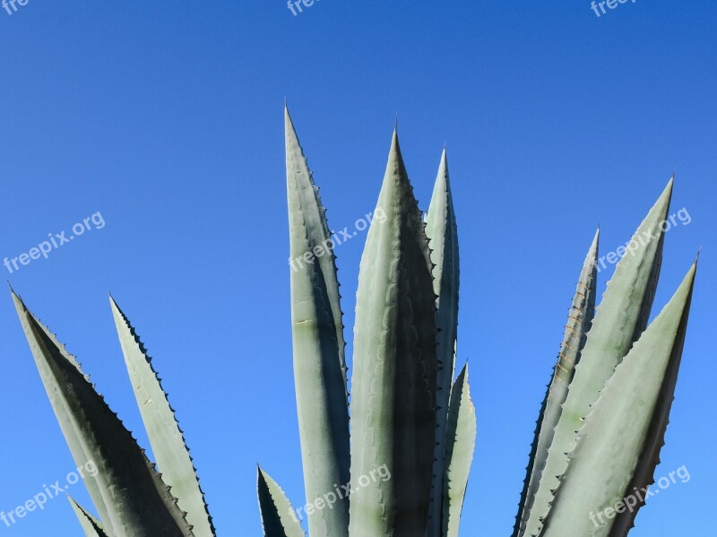 Aloe Vera Plant Cactus Leaf Thorns