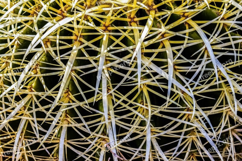 Cactus Thorns Plant Nature Sharp