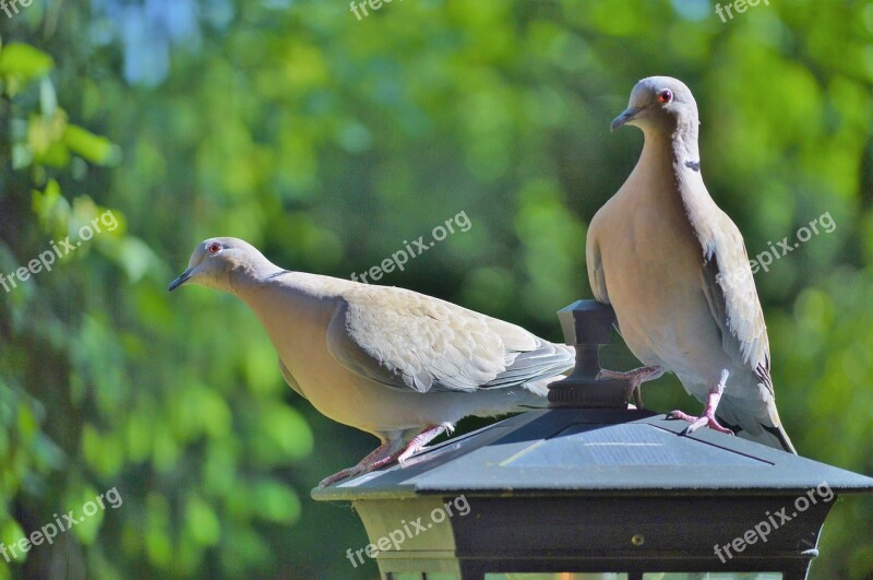 Dove Bird Collared Nature City Pigeon