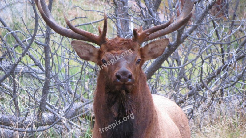 Nature Rocky Mountains Outdoor Wildlife Elk