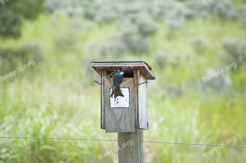 Bird Swallow Tree Swallow Nesting Nest