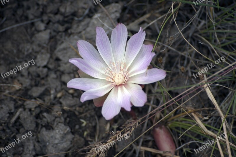 Flower Wildflower Nature Peaceful Quiet