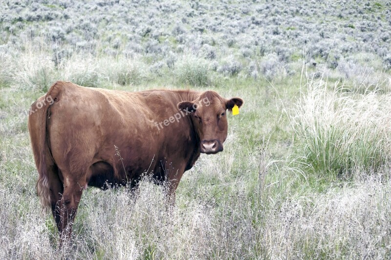 Cow Cattle Pasture Rural Agriculture