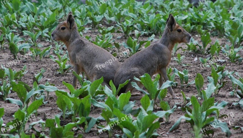 Rabbits Symmetry Sitting Animals Free Photos