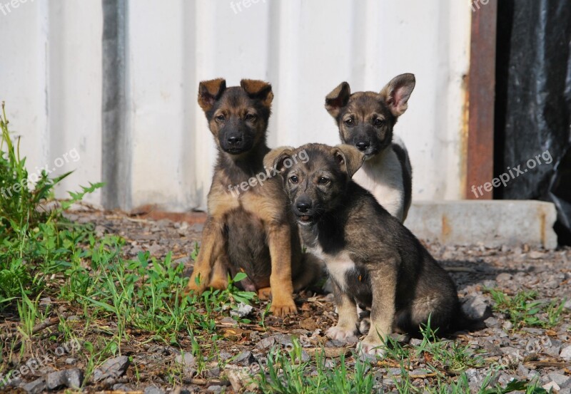 Dogs Small Puppies Tree Cute