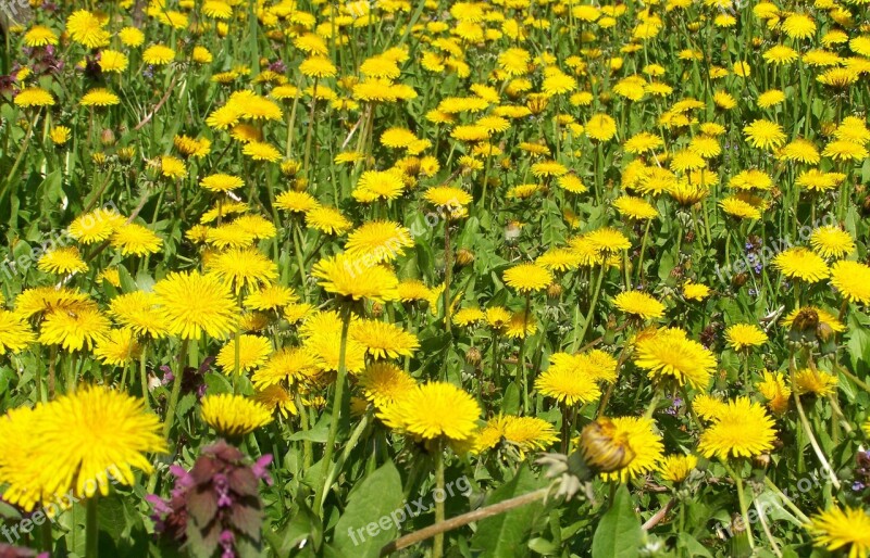 Dressing-gown Dandelion Yellow Flower Nature Child Láncfű Free Photos