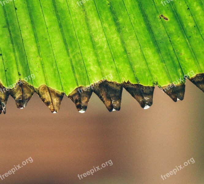 Leaf Palm Green Palm Fronds Tropical