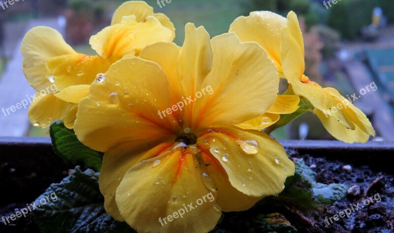 Cowslip Raindrop Yellow Close Up Blossom