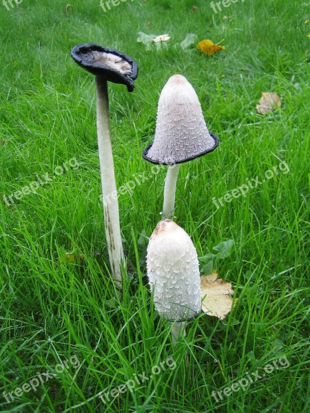 Inktzwam Three Stages Mushroom Free Photos