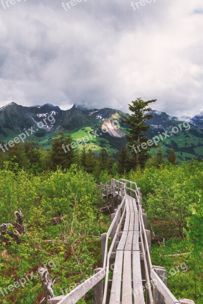 Nature Web Bridge Mountains Wood