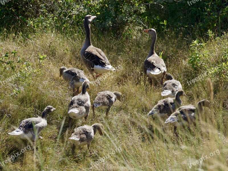 Geese Grey Geese Wild Geese Boy Chicks