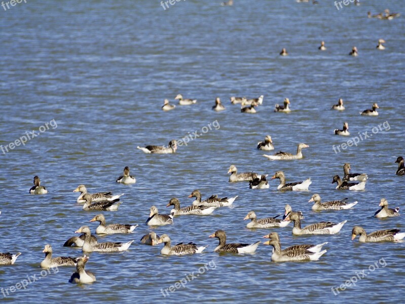 Geese Grey Geese Wild Geese Goose Migratory Bird