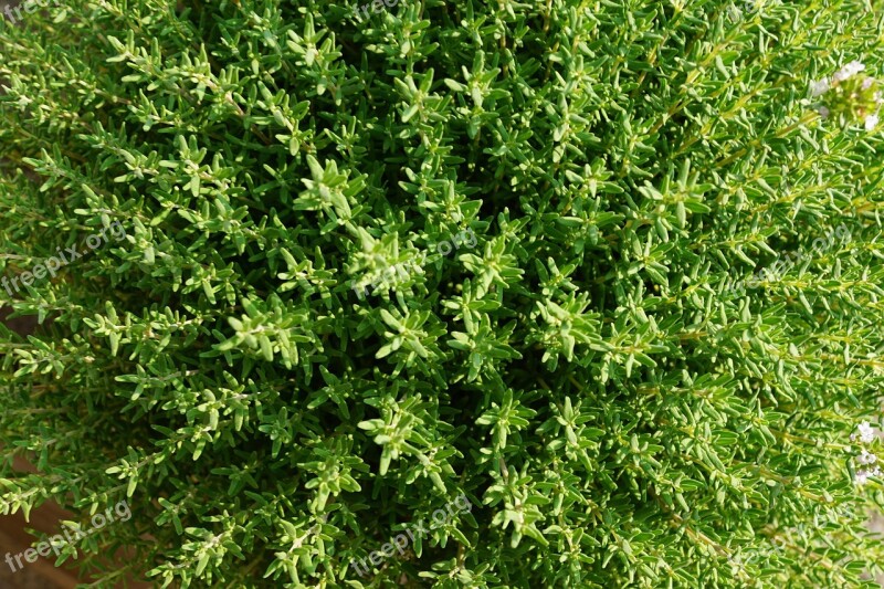 Thyme Summer Herb Nature Garden