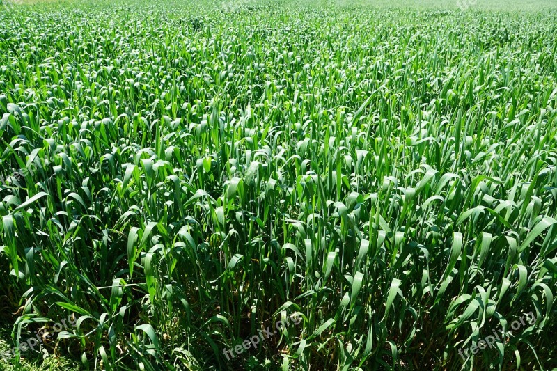 Pasture Field Grain Muesli Nature