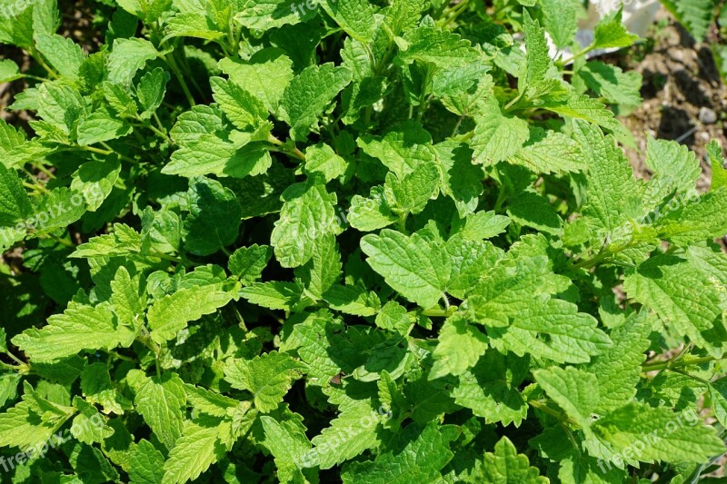 Peppermint Plant Tee Drink Summer