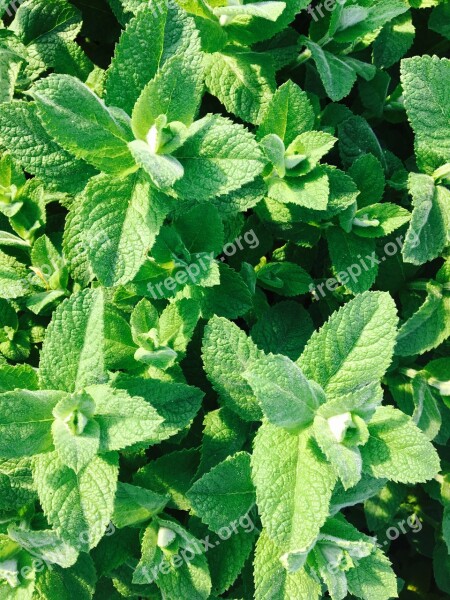 Peppermint Plant Tee Drink Summer