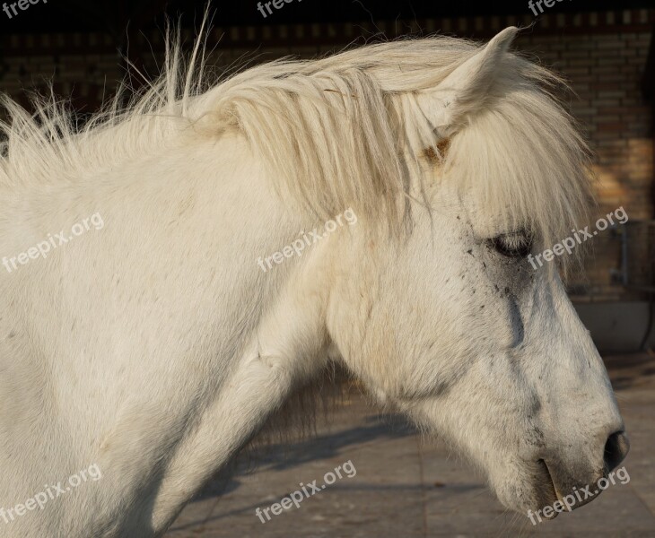 Horse White Mold White Horse Nature