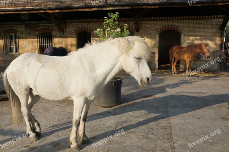 Horse White Mold White Horse Nature