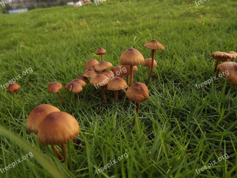 Mushroom Grassland Plant Free Photos