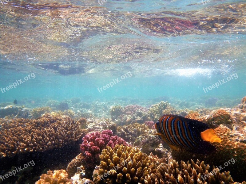 Cay Aniołoryba Wonderful The Red Sea Free Photos