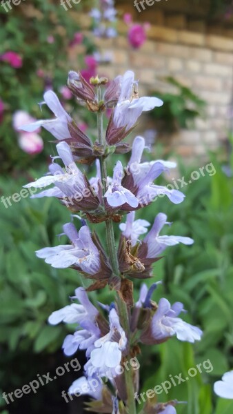 Sage Salvia Blossom Bloom Shrub