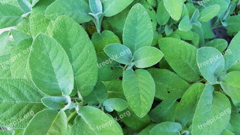 Sage Salvia Shrub Leaves Green