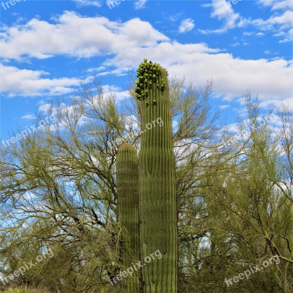 Cactus Saguaro Desert Arizona Wilderness