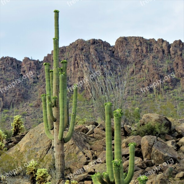 Cactus Saguaro Arizona Desert Mountain