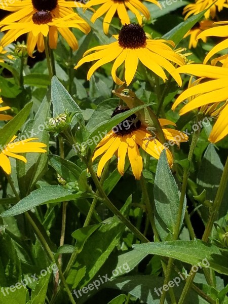 Black Eyed Susan Daisy Lizard Perennial Flowers Flowers