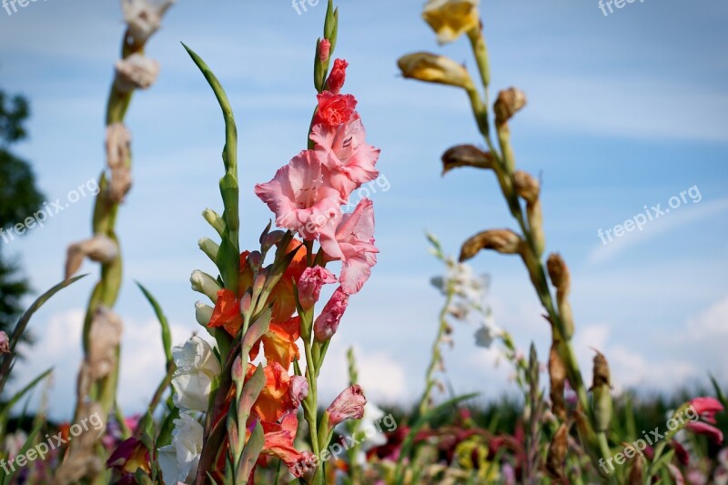 Field Of Flowers Flowers Sunny Summer Free Photos