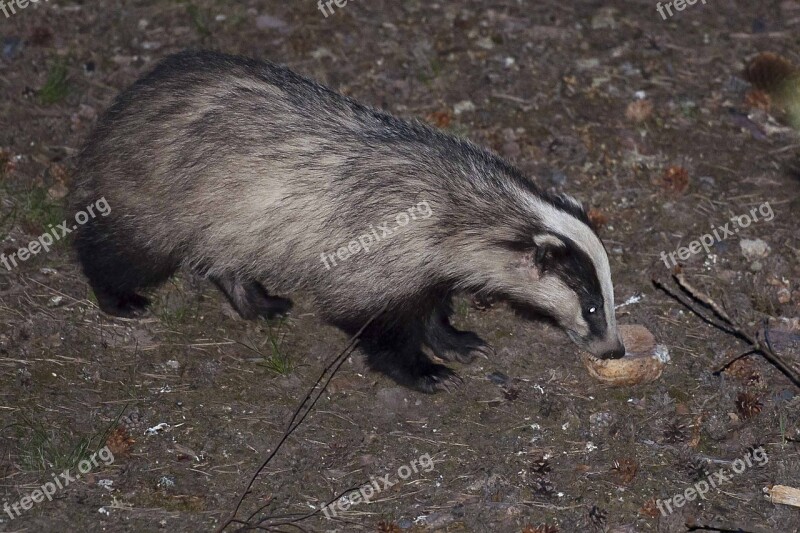 Badger Flash Occasional Piece Of Bread Free Photos