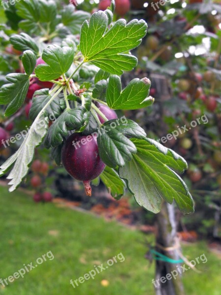 Egreš Gooseberries Shrub Fruit Free Photos