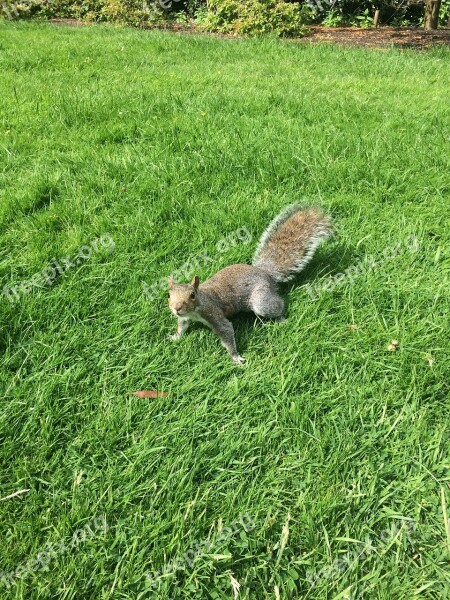 Grey Squirrel Squirrels Wildlife Animal Mammal