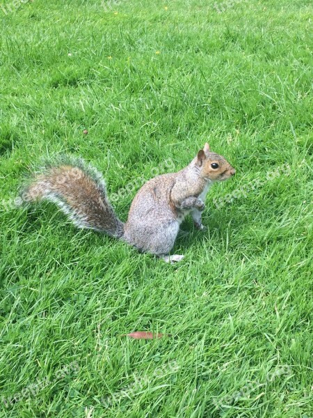 Grey Squirrel Squirrel Royal Botanic Garden Scotland Animal