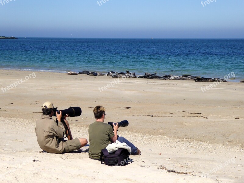 Nature Photographer Photographer Nature Grey Seals Free Photos