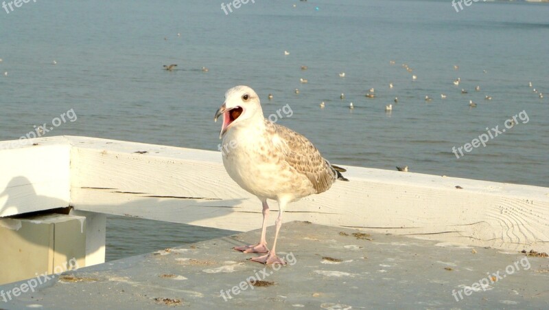 Seagull The Pier Sopot The Baltic Sea Bird