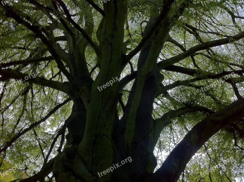 Tree Nature Log Forest Old Tree