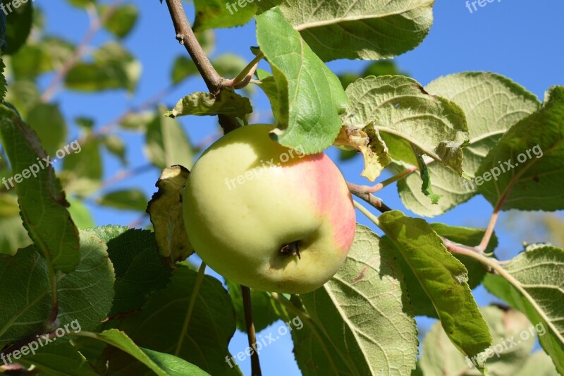 Apple Autumn Garden Fruit Green