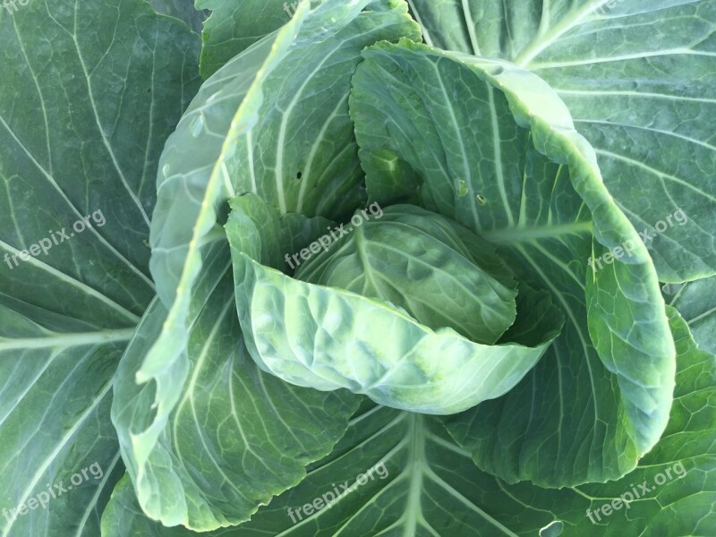 Cabbage Green Produce Free Photos