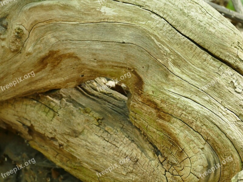 Wood Root Nature Forest Old Root