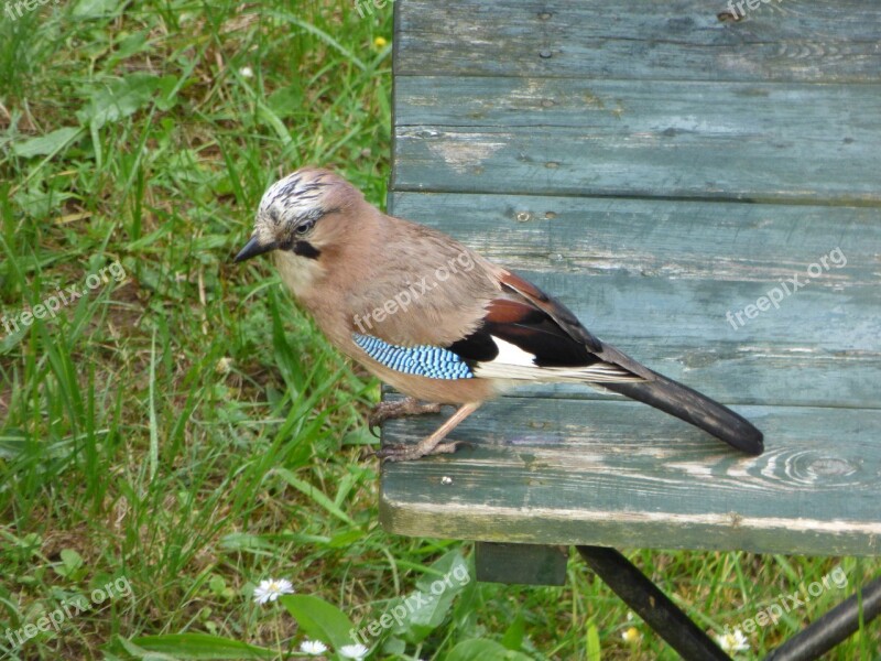 Jay Bird Table Garden Yard