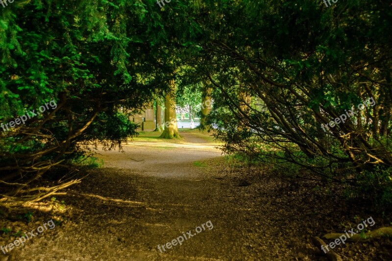 Forest Opening Passageway Trees Landscape