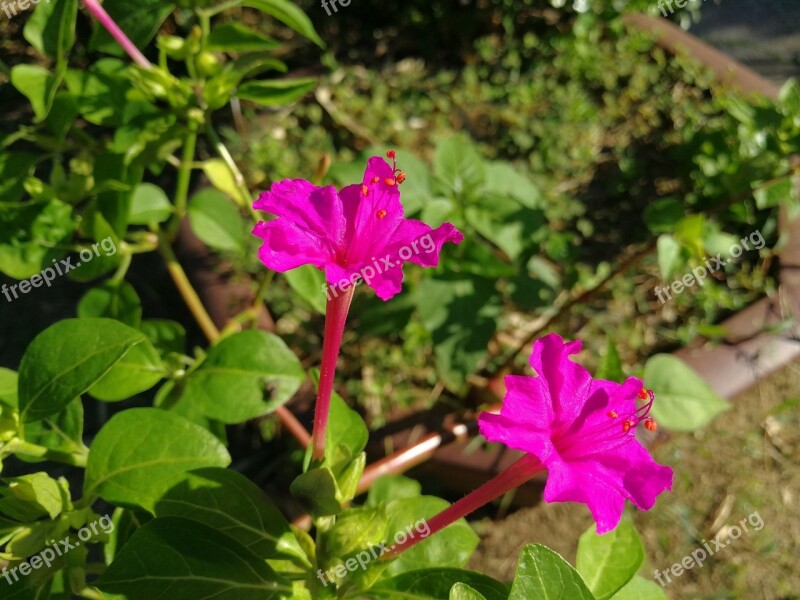 Plant Morning Glory May Free Photos