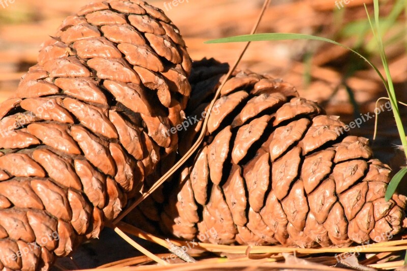 Pineapple Pine Fruit Nature Autumn Free Photos