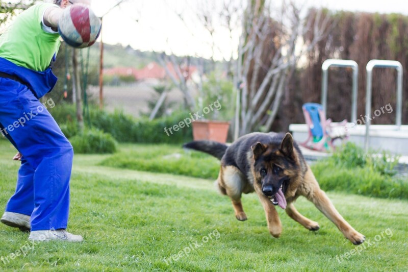 German Shepherd Dog Dogs Animal Is Watching