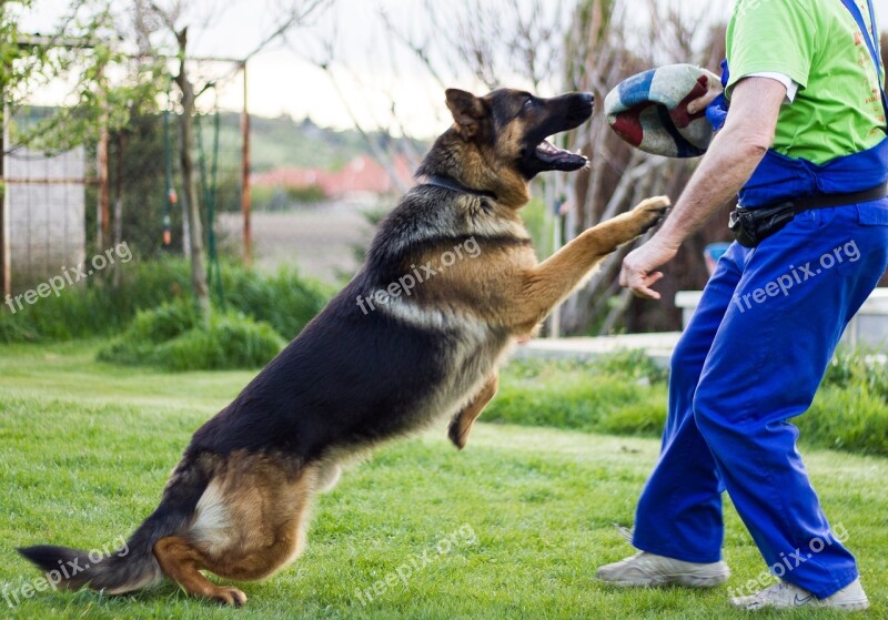 German Shepherd Dog Dogs Animal Is Watching