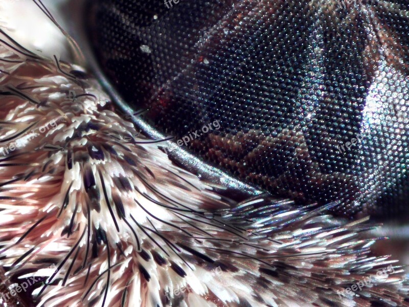 Moth Eye Closeup Head Brown