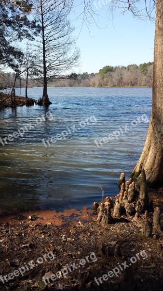 Lake Sky Trees Roots Shoreline