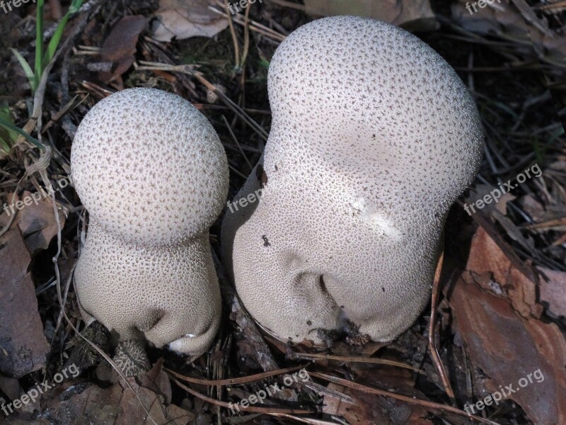 Mushroom Umbrinum Lycoperdon Perlatum Bovist Mushroom Dust