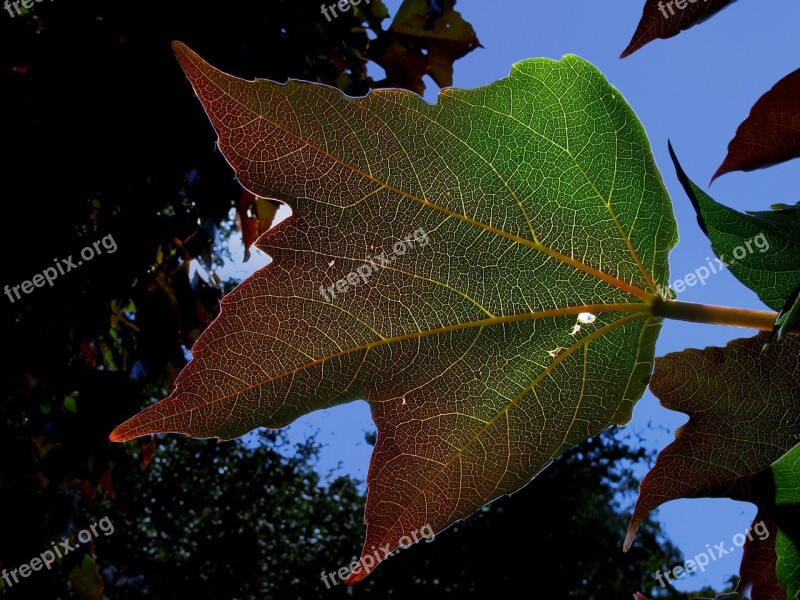 Plant Leaf Wine Partner Backlighting Nature